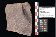 Foto (Objekt + Etikett) von Plantae indet. (NHMW-GEO-2024-0188-0757a)